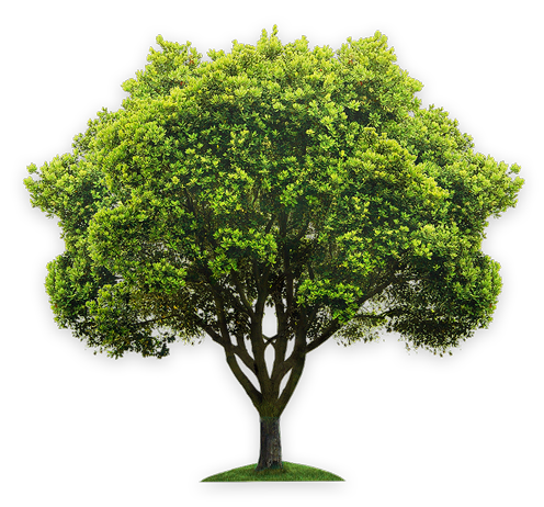 Tree — Calistoga, CA — Pacific Tree Care