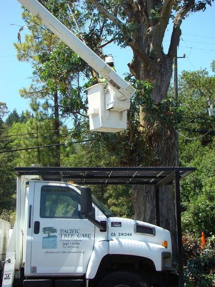 Tree Service In St. Charles Mo