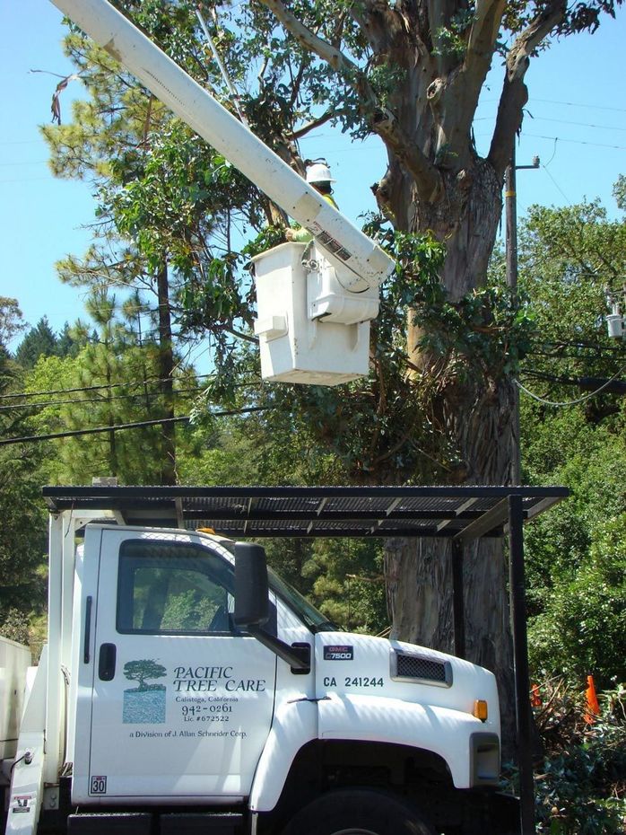 Pacific Tree Care Truck With Man On Bucket — Calistoga, CA — Pacific Tree Care