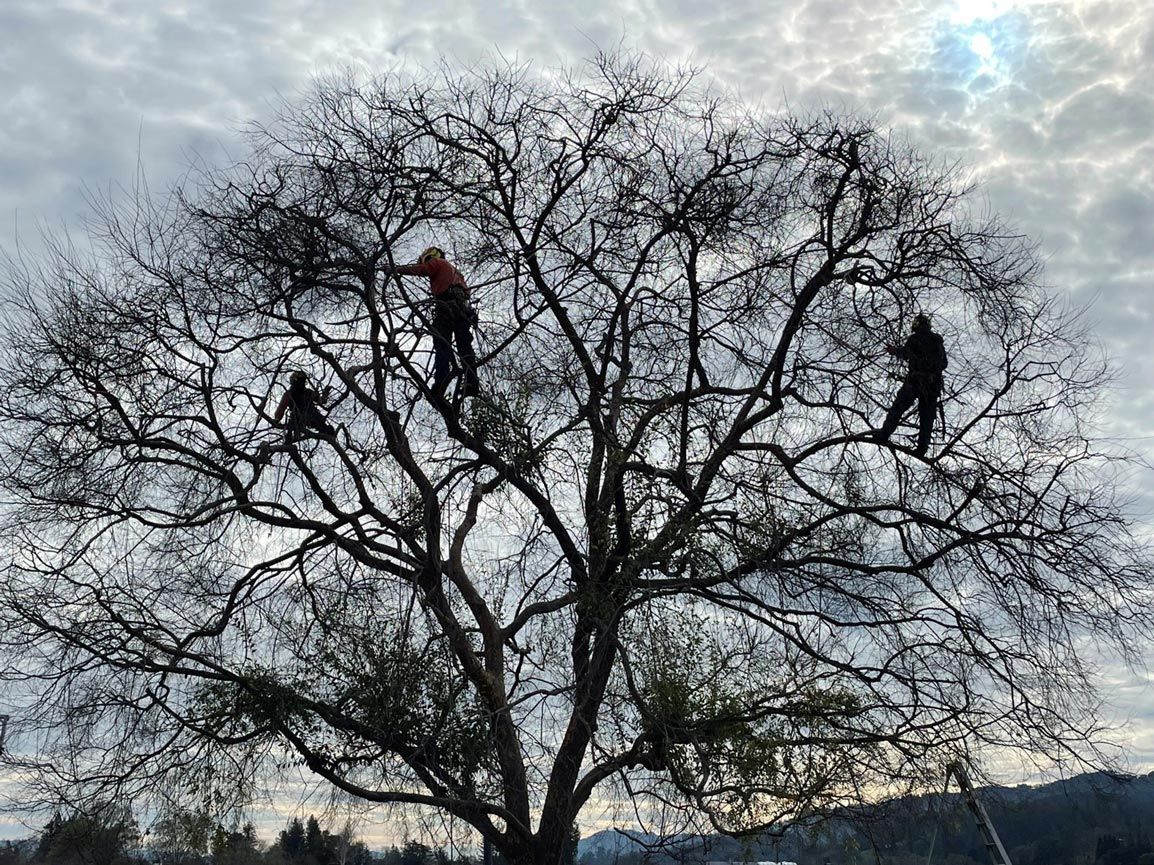 Men Pruning Tree Branches — Calistoga, CA — Pacific Tree Care