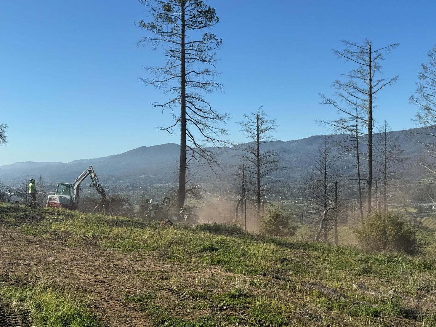 Workers Cutting Tree — Calistoga, CA — Pacific Tree Care