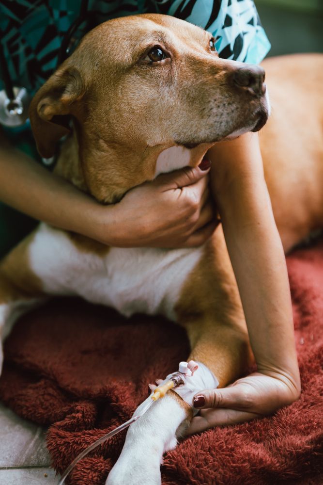 Dog Receiving Iv Fluids at a Vet's Office — Furever Pet Cremations in Rockhampton, QLD