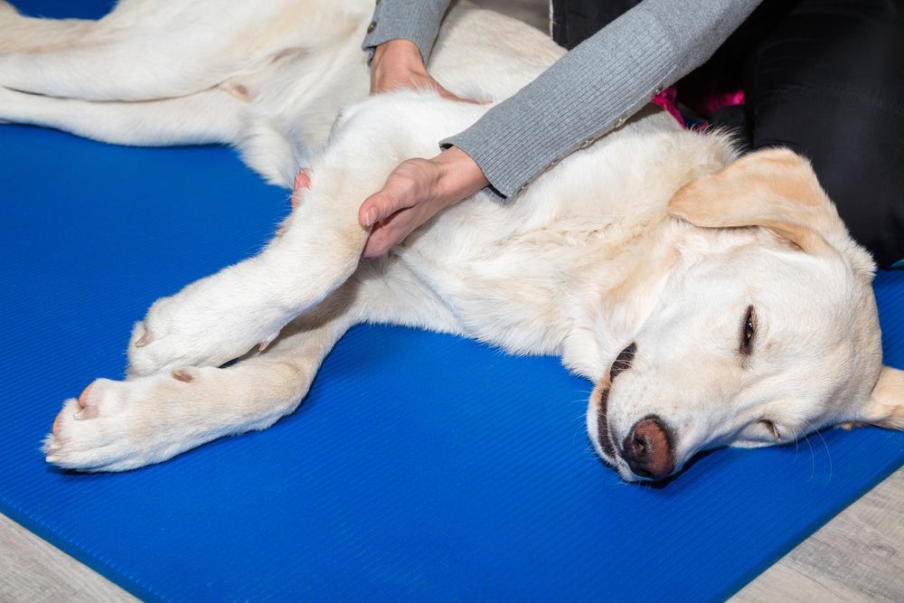 Dog Receiving Massage on a Blue Mat. Person's Hands on Dog's Leg and Belly — Furever Pet Cremations in Rockhampton, QLD
