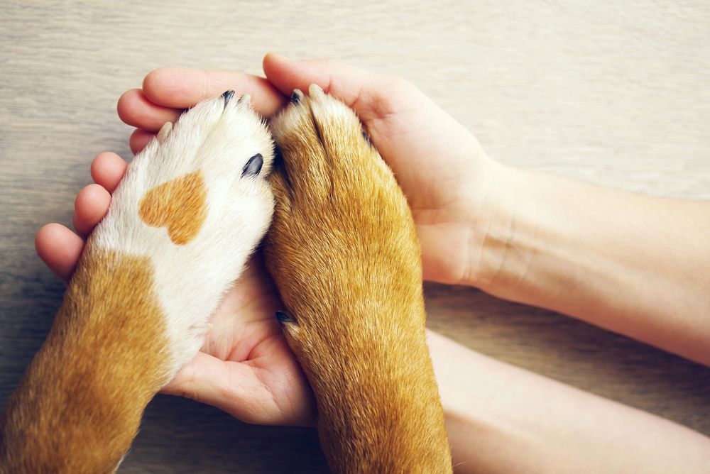 Hands Cradling Two Dog Paws; One Paw Has a Heart Marking — Furever Pet Cremations in Gladstone, QLD