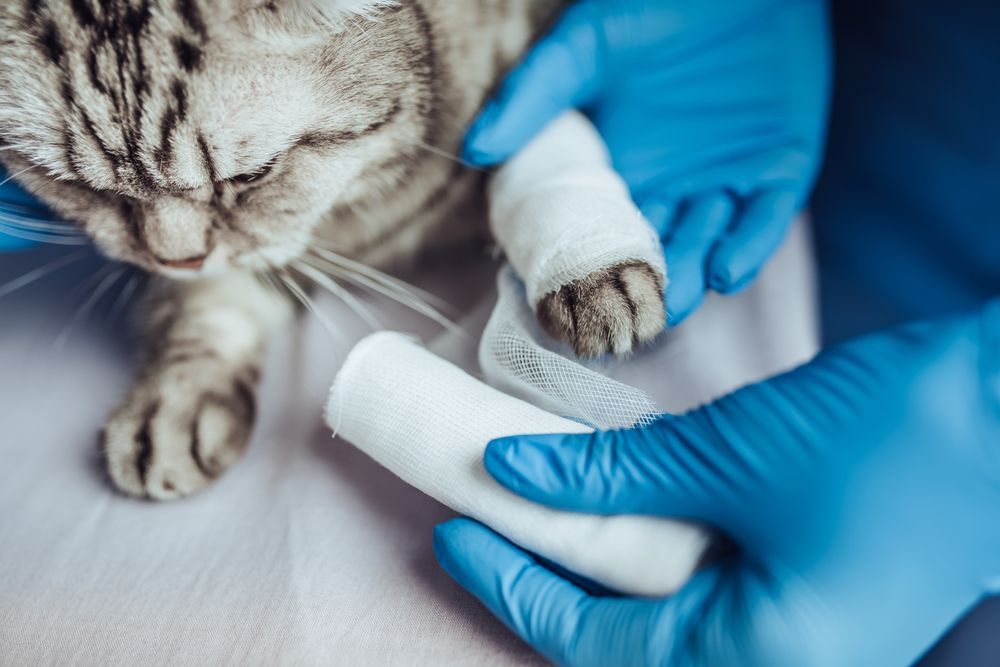 Cat With Bandaged Paw Being Treated by Someone Wearing Blue Gloves — Furever Pet Cremations in Rockhampton, QLD