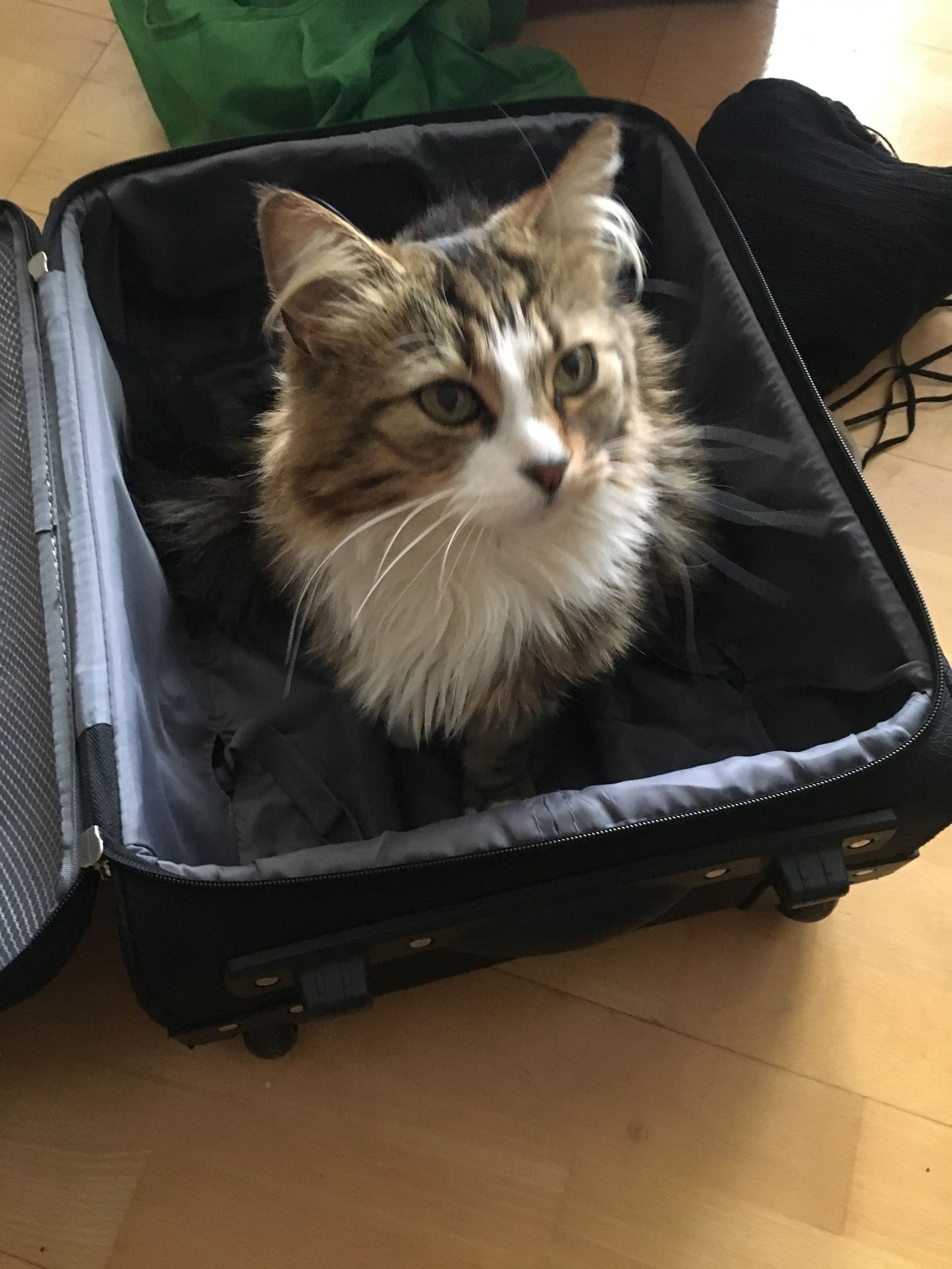 En katt sitter i en koffert på gulvet