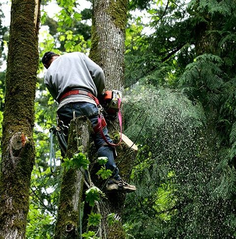 Brush & tree chipping in Langley and Fraser Valley - LANGLEY TREE SERVICE  604-265-9413
