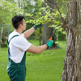 Man Trimming Tree, Tree Service in Norfolk, VA