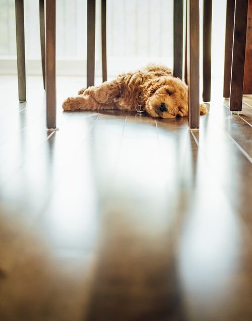 Flooring For Pets