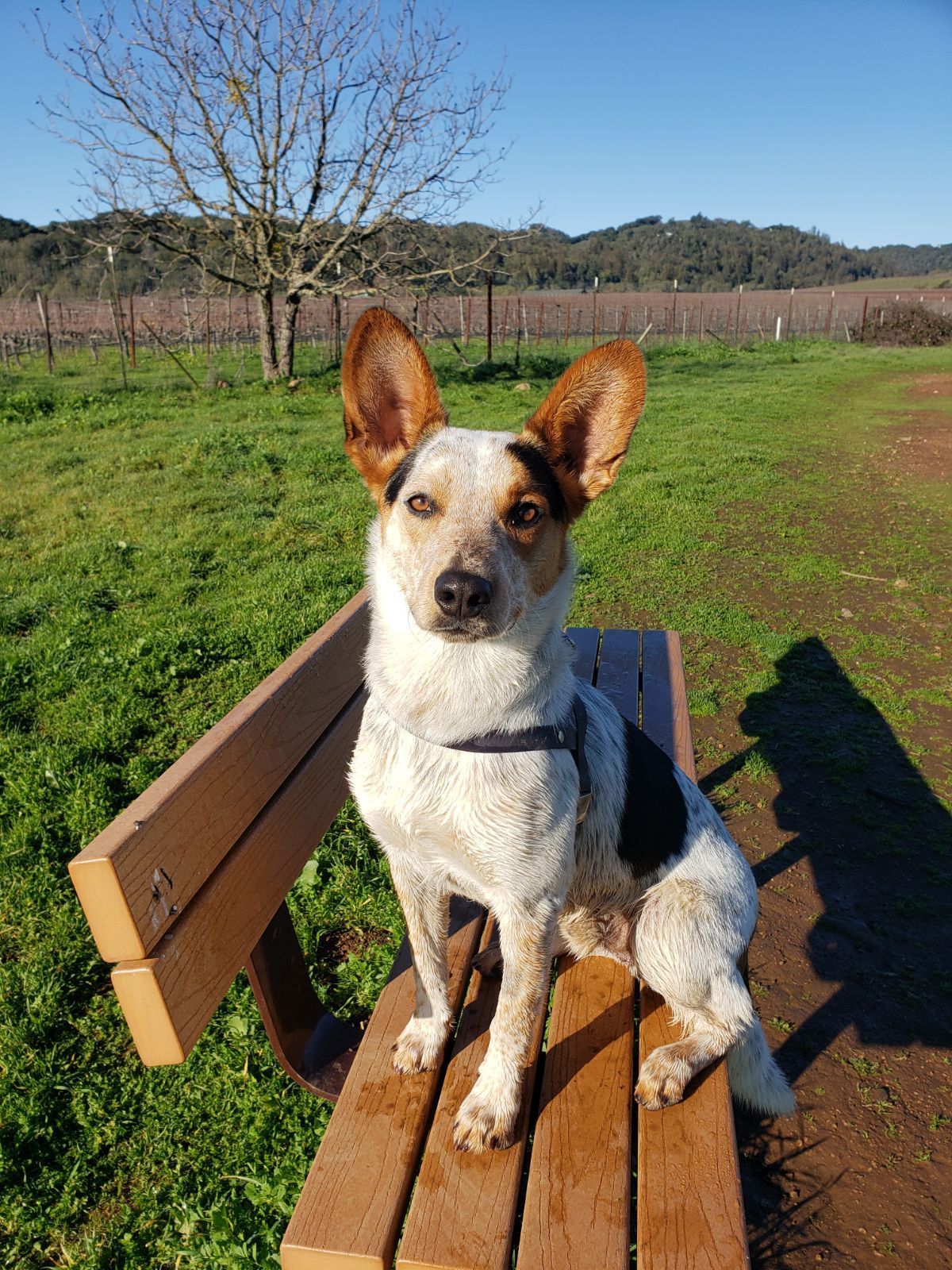 A brown and white dog is sitting on a wooden bench in a field.