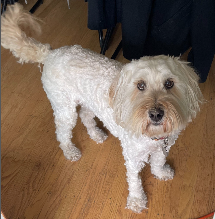 A small white dog standing on a wooden floor