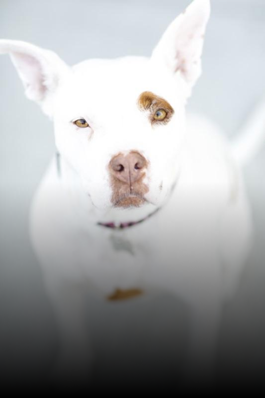 A white dog with brown spots on its face