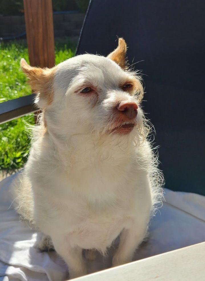 A small white dog with horns is sitting on a table.