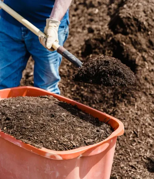 A person in blue jeans and work gloves shoveling dark mulch into an orange wheelbarrow outdoors.
