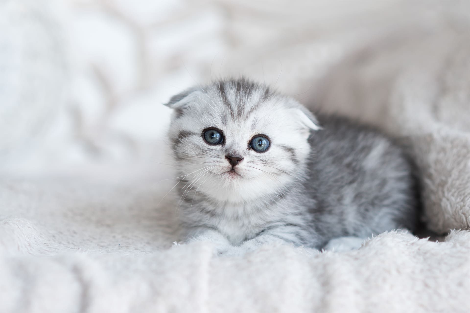 Silver Scottish Fold kitten with blue eyes rests on a soft, white blanket.