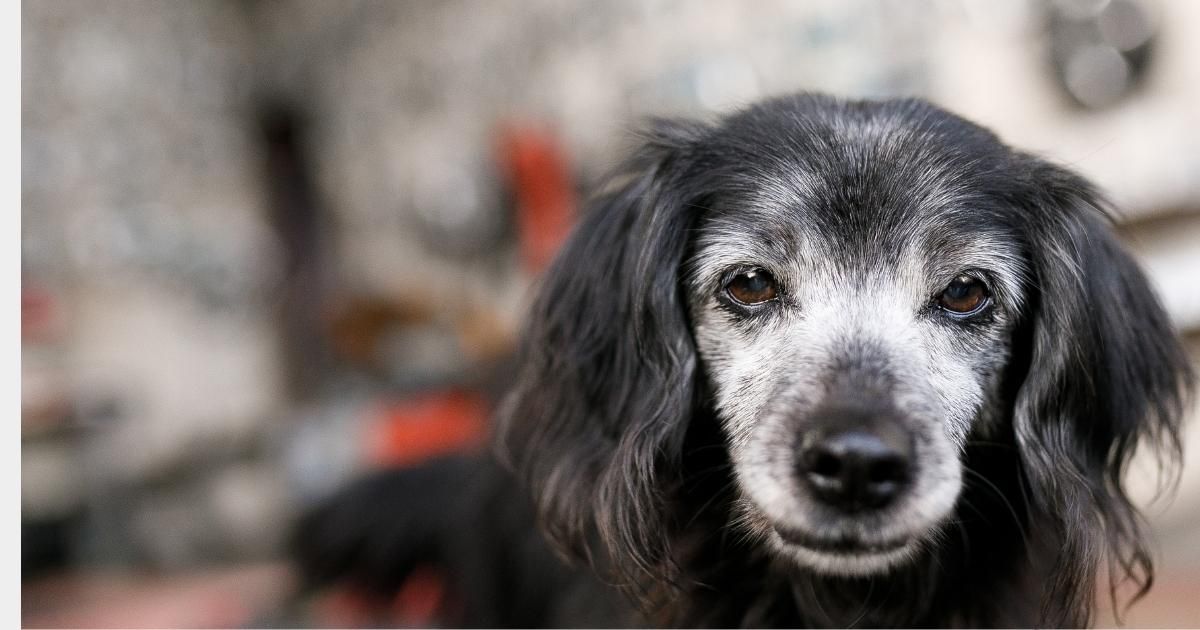 Black and white long-haired dachshund with a graying face stares forward, soft focus background.