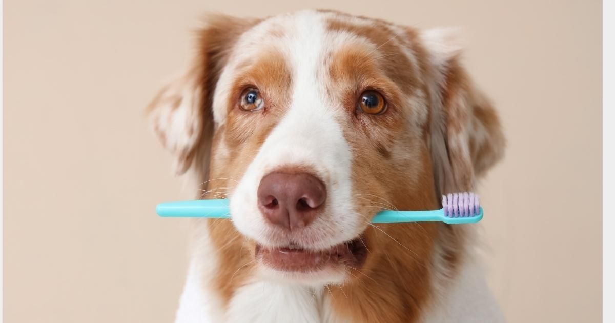 Dog with brown and white fur holding a blue toothbrush in its mouth.