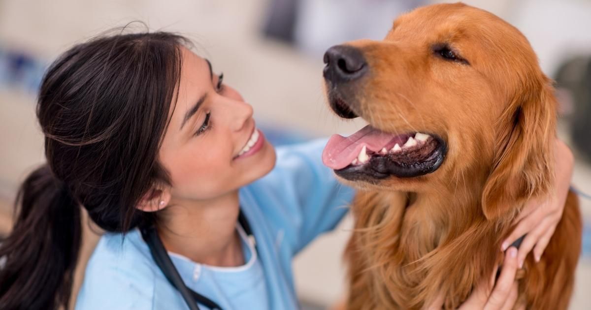 A professional in blue scrubs smiling while petting a golden retriever in a clinical setting.