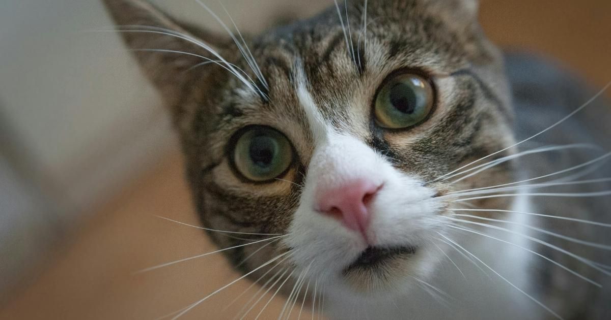 Close-up of a tabby and white cat with wide green eyes looking directly at the camera with a curious expression.