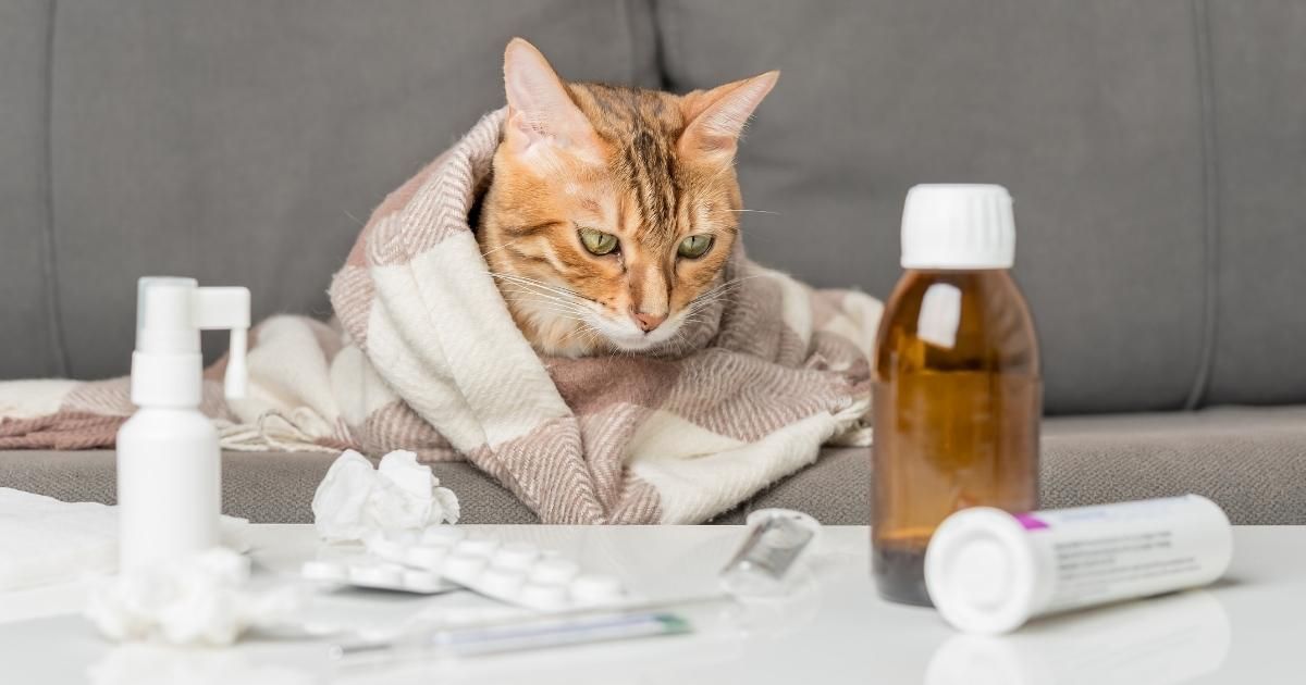 Cat wrapped in a blanket with medicine