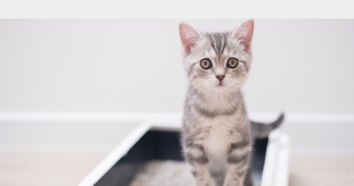 Gray tabby kitten standing on a black-and-white surface, looking at the camera indoors.