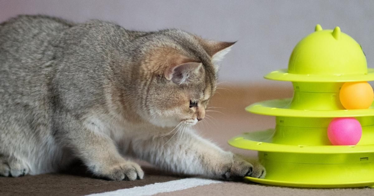 Gray cat crouching beside a neon yellow toy tower with pink and orange balls