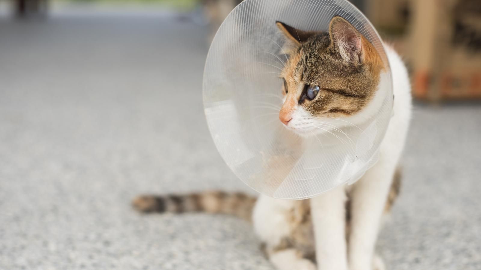 what is cat spaying Cat with white and brown fur wearing a cone collar, sitting on gray pavement..