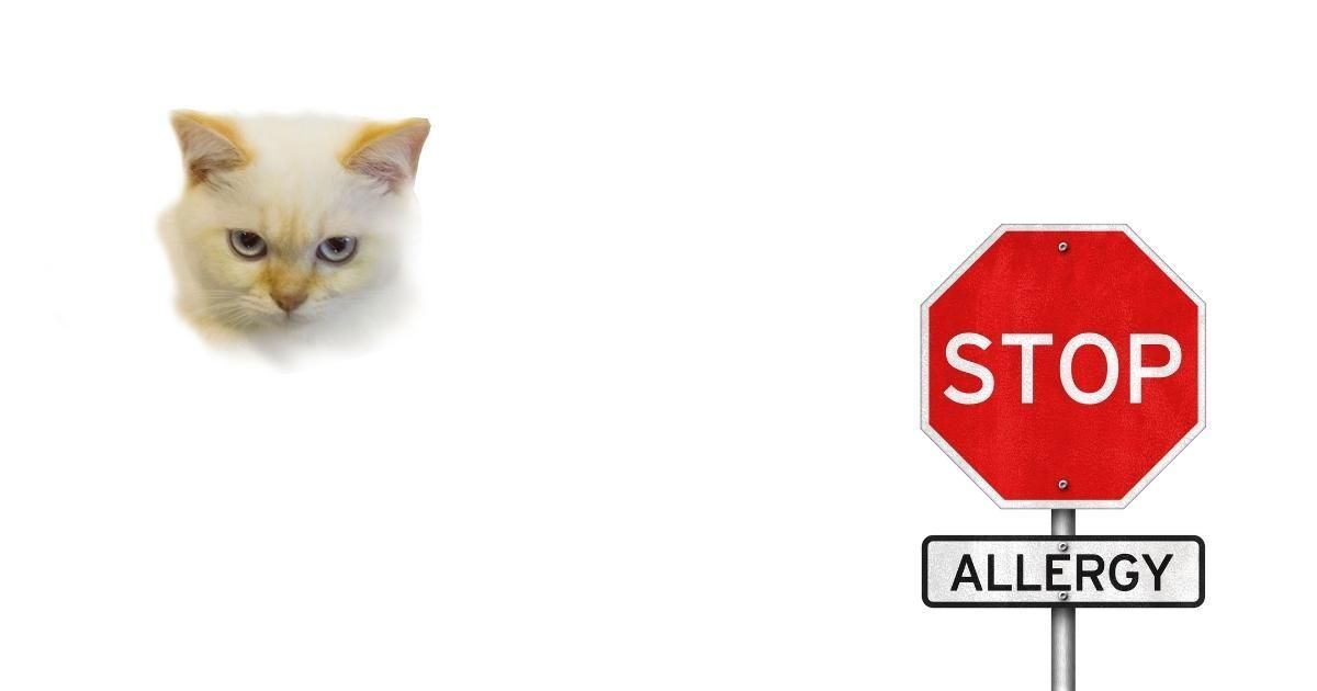 Cat face next to red stop sign with 