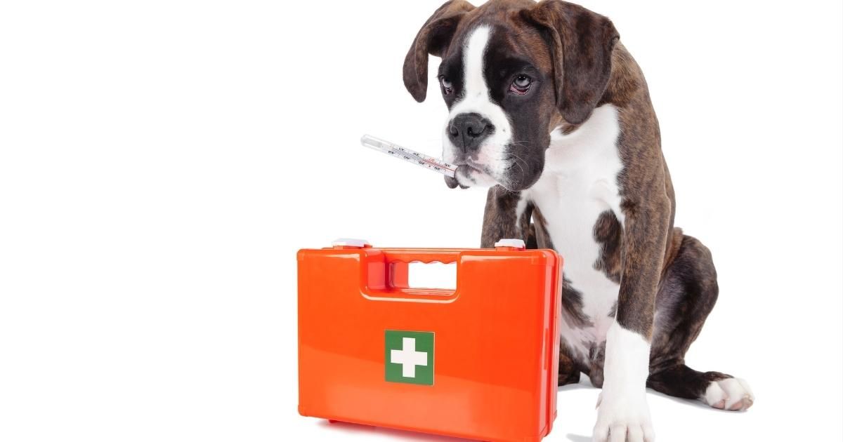 Boxer dog with a thermometer in its mouth next to an orange first aid kit.