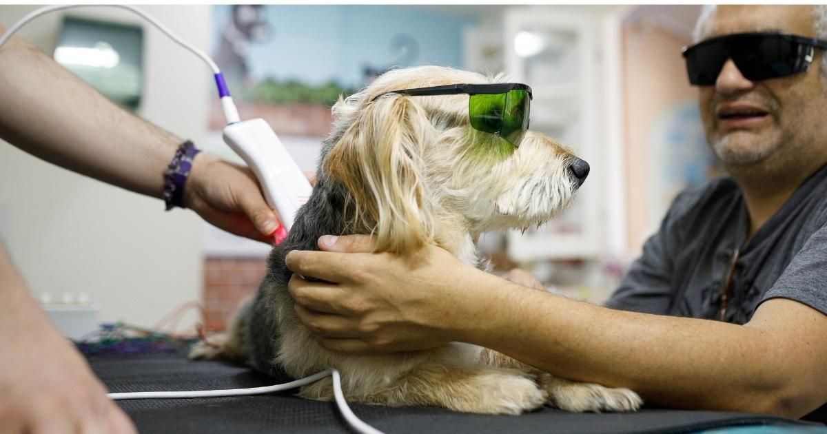 Dog wearing laser safety glasses receives laser therapy; person holds device, another comforts.
