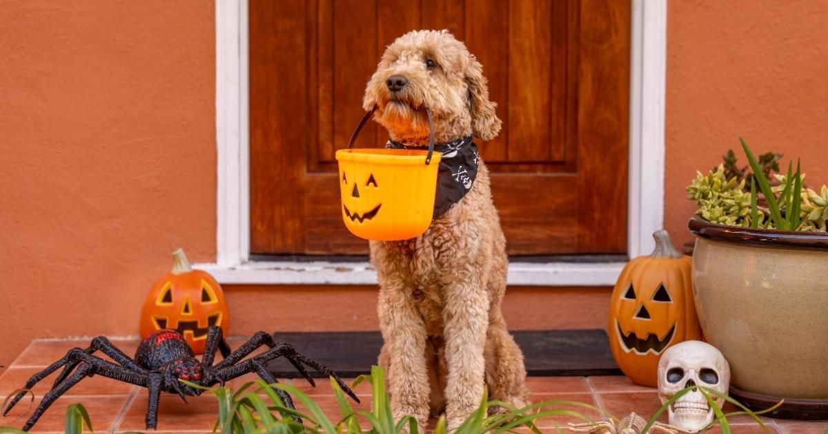 Golden doodle dog, with Halloween bucket, sits on porch with pumpkins, skull, and spider.