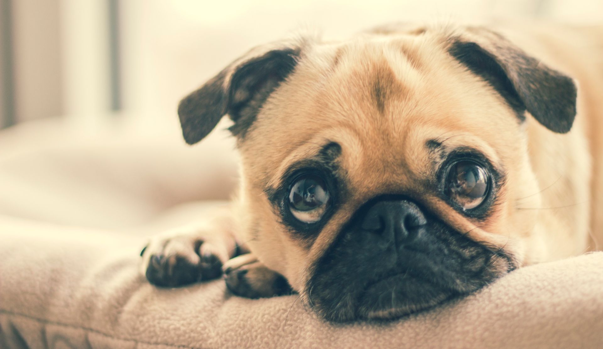 A tan pug with large, sad eyes resting on a beige dog bed.