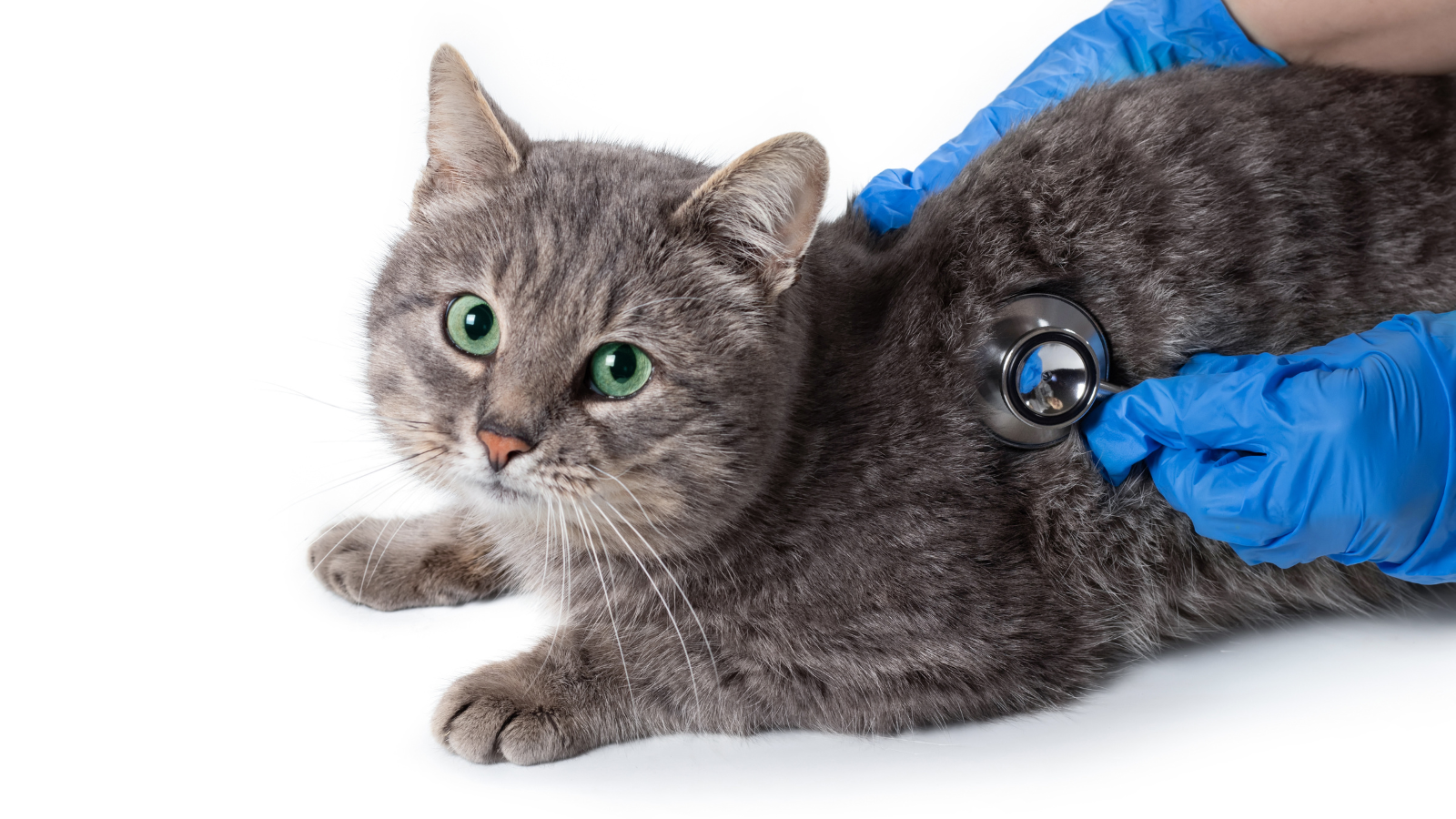 Cat being examined by a person wearing blue gloves with a stethoscope.
