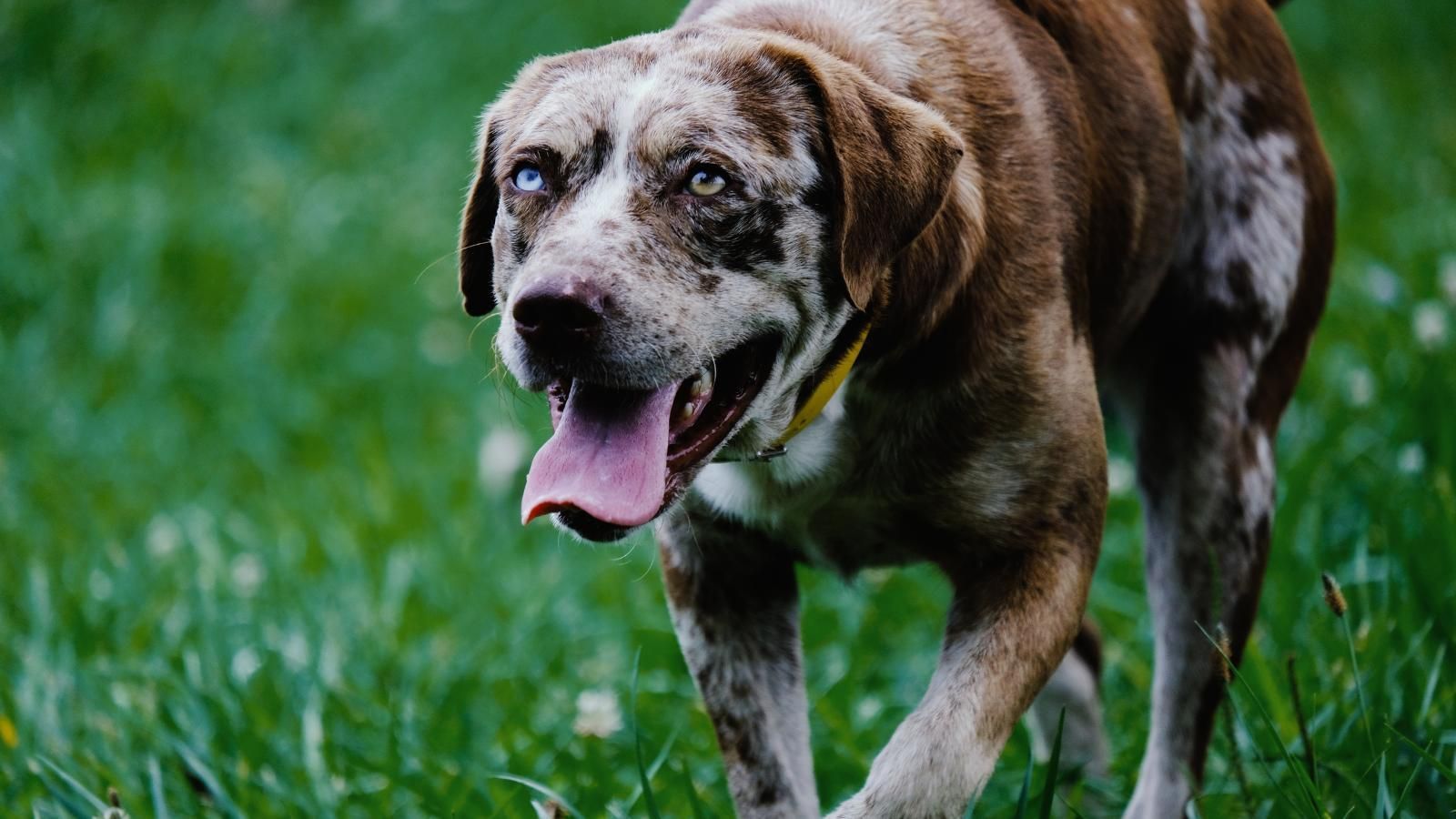 hip dysplasia senior dogs Dog with brown and white mottled fur, blue eyes, panting on a grassy field.
