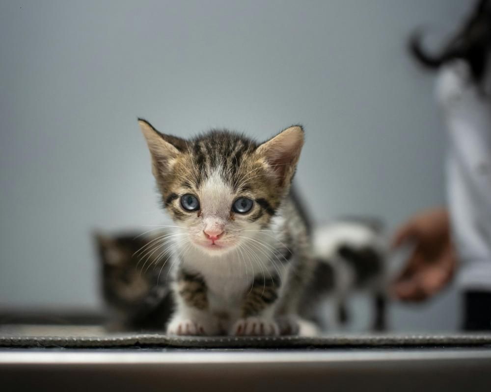 Kitten at their first vet visit
