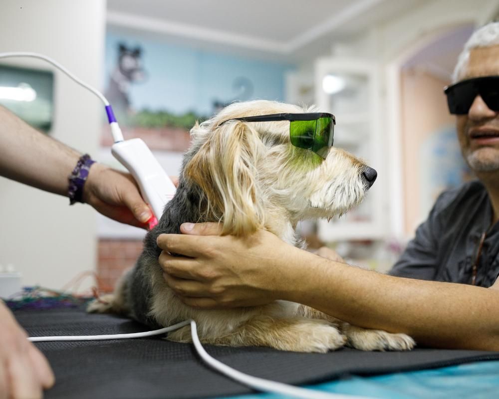 Veterinarian giving a dog laser therapy treatment