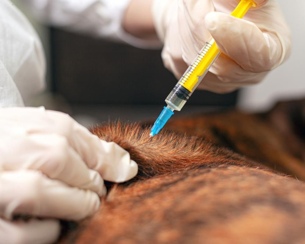 veterinarian giving a dog a vaccine