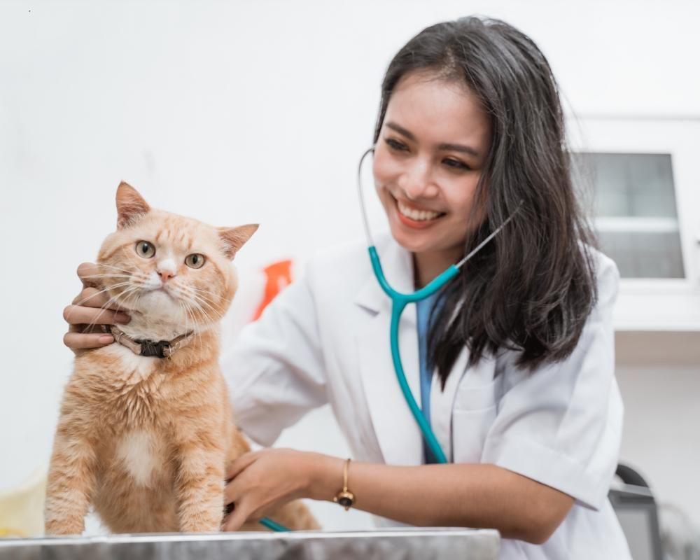 Senior cat being seen by vet.