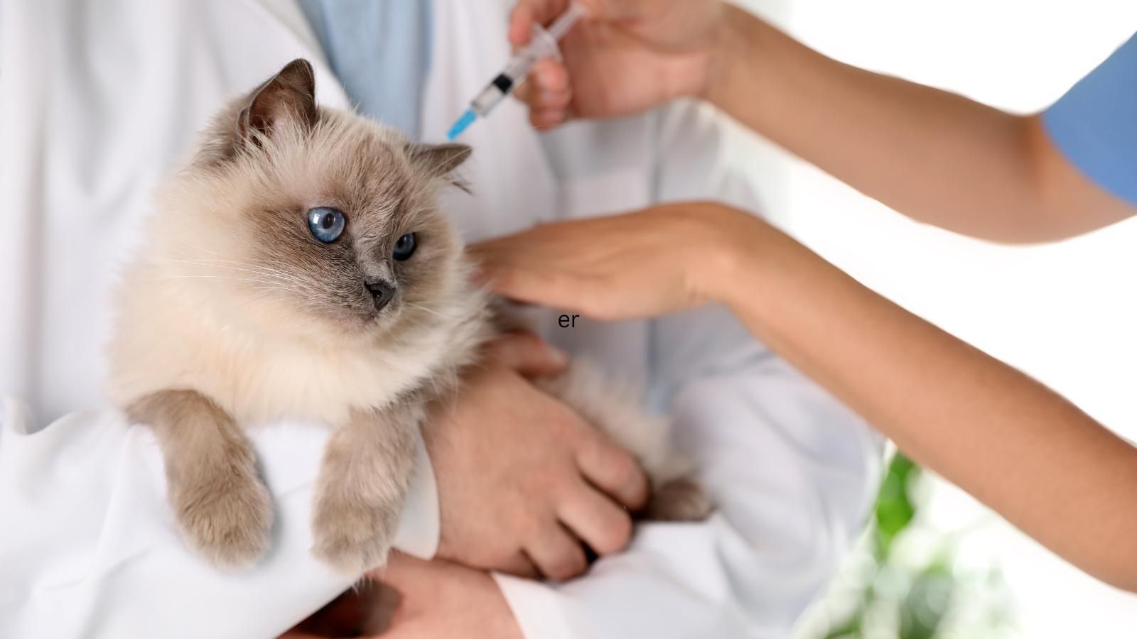 do cats need shots A light-colored cat with blue eyes receiving a shot at a vet's office.