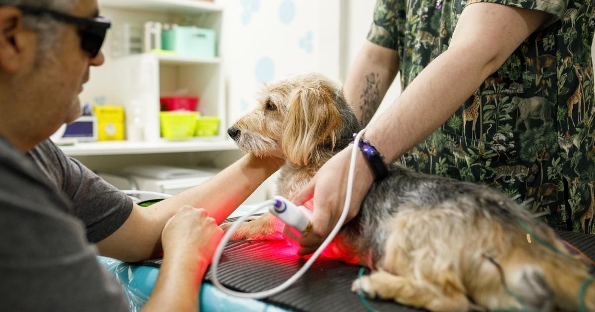 what conditions for dogs are treated with laser therapy A vet uses a laser on a dog's leg. Another person assists, holding the dog. The setting is an exam room.