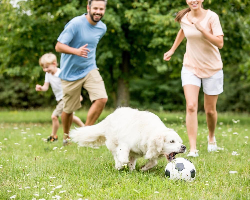 A family running with their Dog outside.