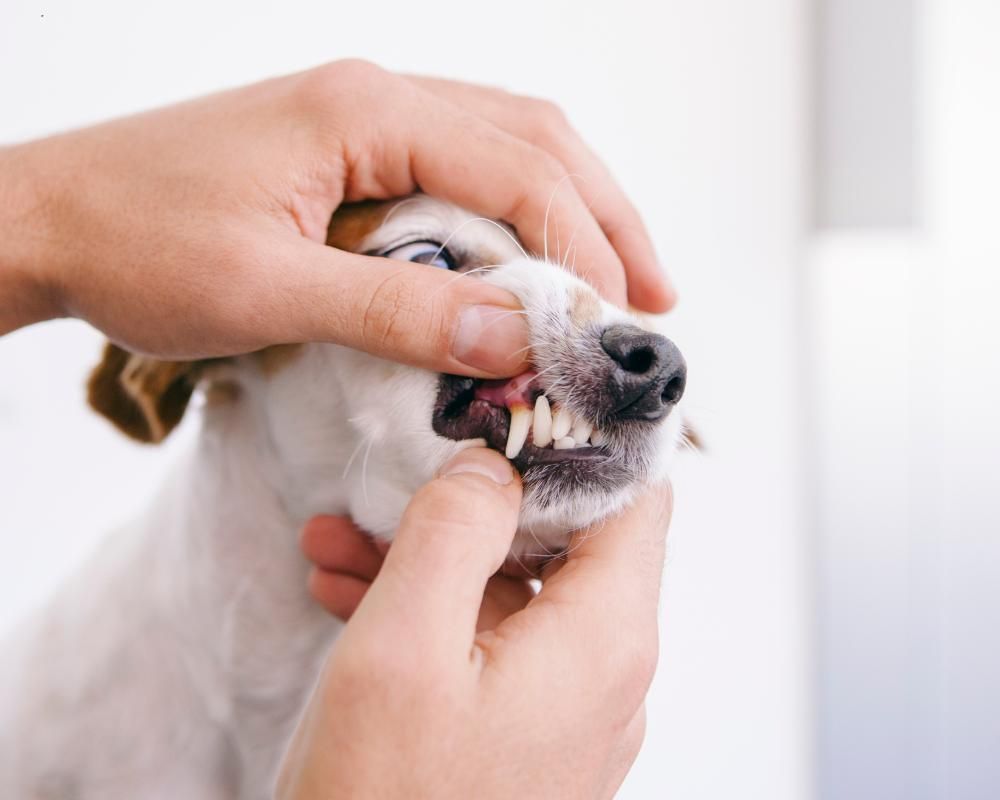 Veterinarian examining a dog's teeth.