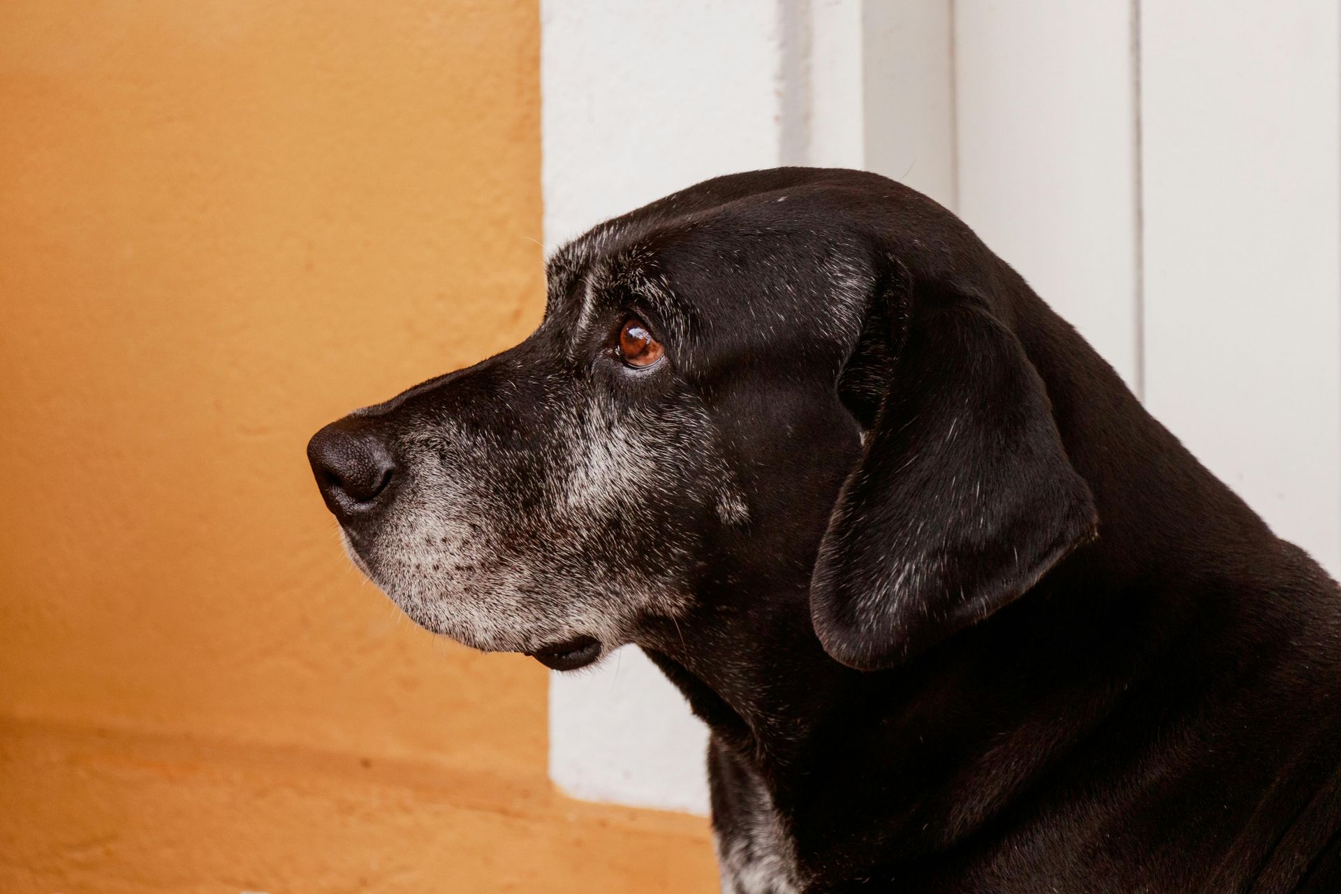 signs of arthritis in your dog Black dog with graying muzzle, looking left, next to a yellow wall and white trim.