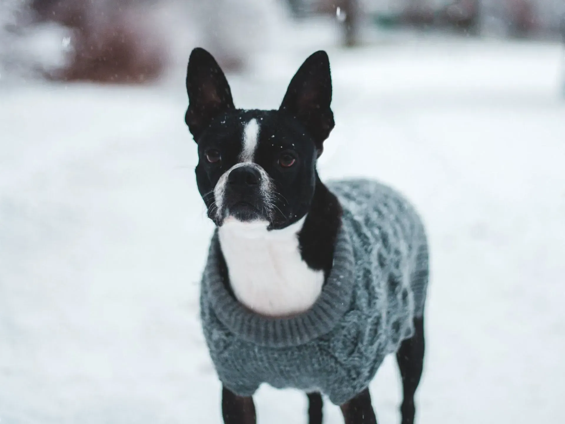 Boston Terrier in gray sweater standing in snow.