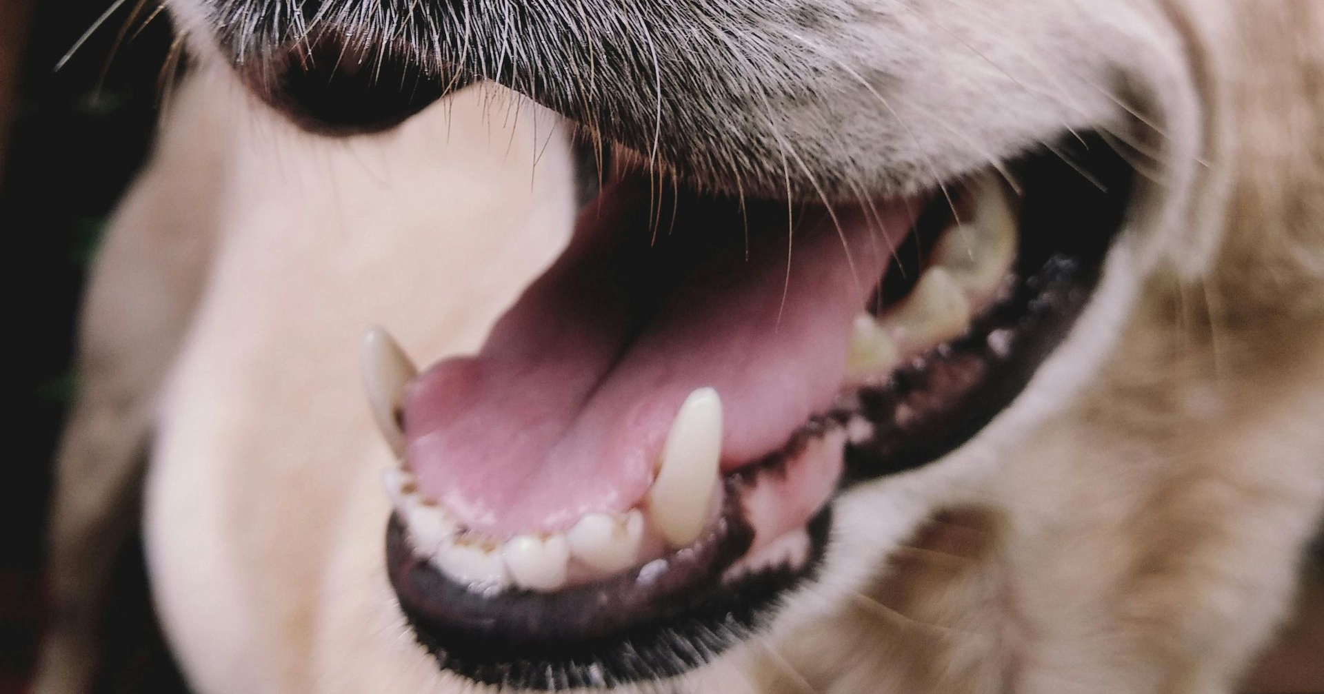 Close-up of a dog's open mouth, showing teeth and pink tongue, brown fur visible.
