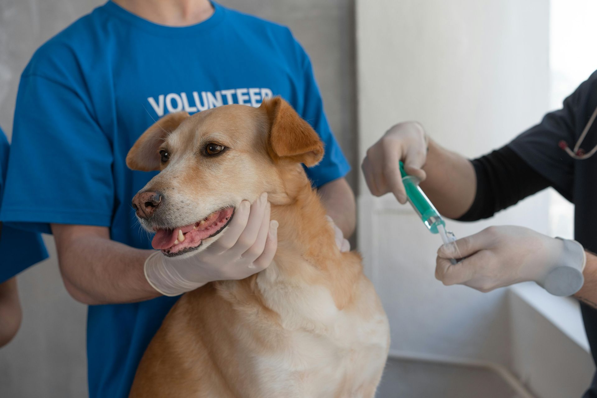 Dog receiving a shot from a gloved person, held by a volunteer in a blue shirt.
