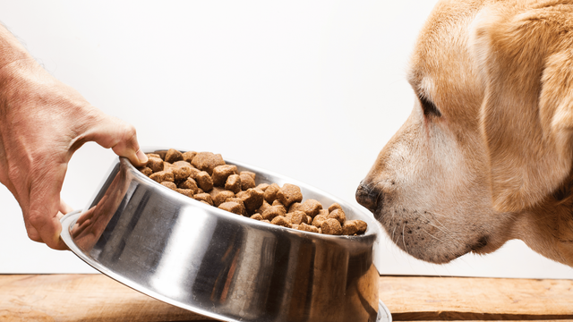 Managing weight, appetite, and special conditions