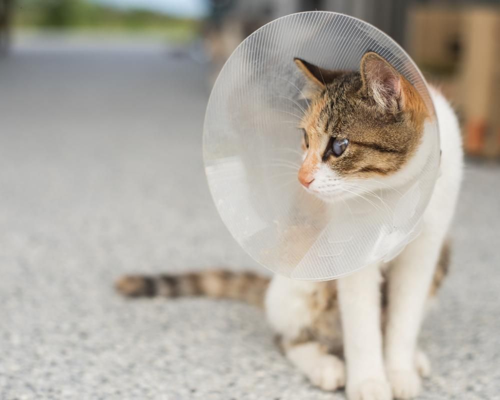 cat with a cone after being spayed.