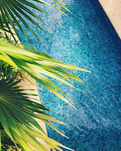 A swimming pool with a palm tree in the foreground