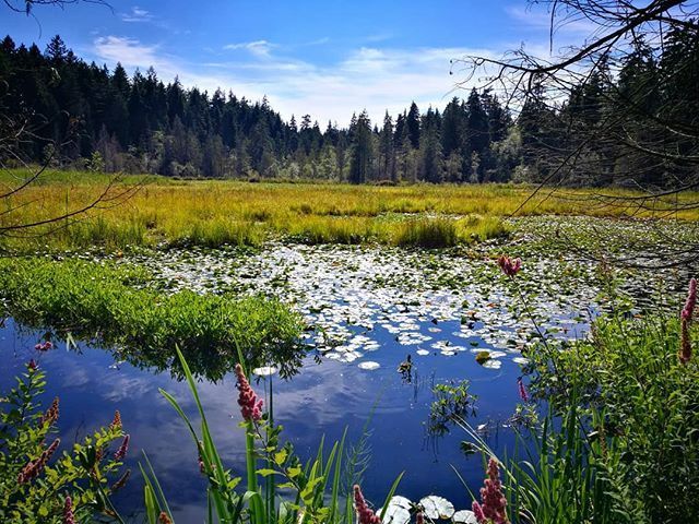 Lake Stanley Park